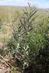 Polygonatum sibiricum