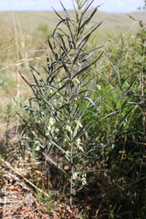 Polygonatum sibiricum