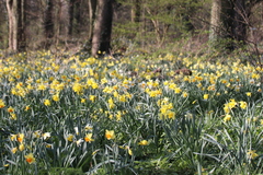 Narcissus