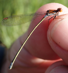 Pseudagrion rufostigma