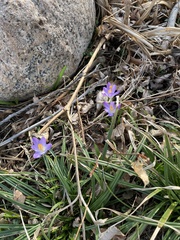 Crocus