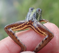 Ptychadena subpunctata