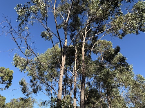 Eucalyptus woollsiana, 2026-04-26