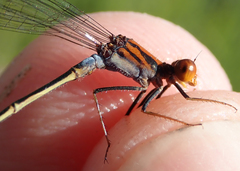 Pseudagrion rufostigma