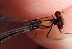 Pseudagrion rufostigma