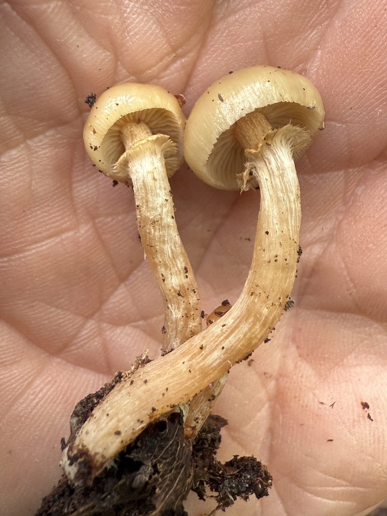 Kuehneromyces marginellus