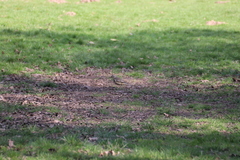 Turdus viscivorus