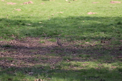 Turdus viscivorus