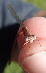 Ceriagrion katamborae