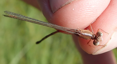 Ceriagrion katamborae