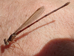 Ceriagrion katamborae