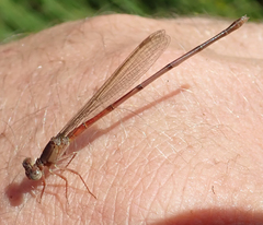 Ceriagrion katamborae