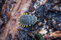 Holacanthella paucispinosa