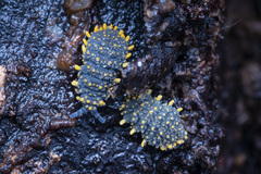 Holacanthella paucispinosa