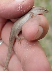 Trachylepis punctulata