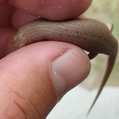 Trachylepis punctulata