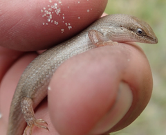 Trachylepis punctulata