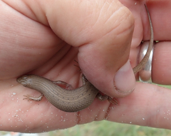 Trachylepis punctulata