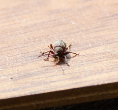 Otiorhynchus albidus