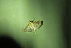 Cotachena hicana