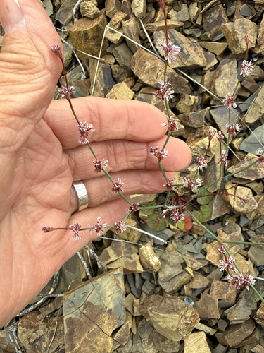 Eriogonum covilleanum observed 2026-04-25