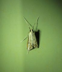 Euclasta maceratalis
