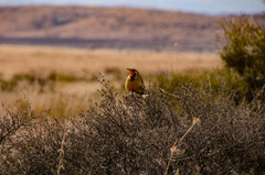 Macronyx capensis colletti