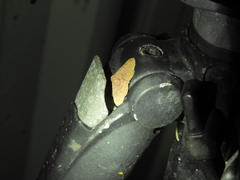 Homodes bracteigutta