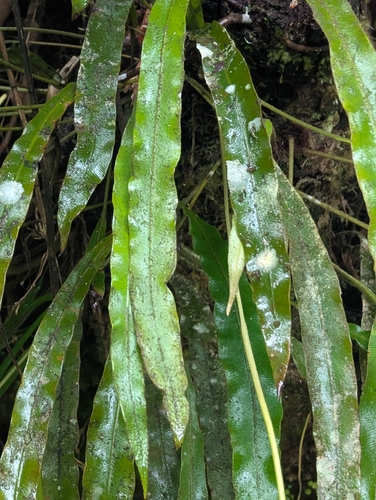 Elaphoglossum petiolatum observed 2026-04-25