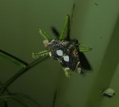 Catephia linteola