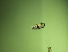 Helcystogramma hibisci