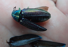 Amblysterna natalensis