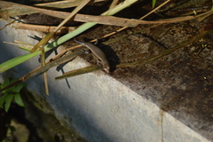 Eutropis multifasciata