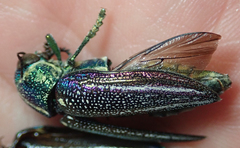 Amblysterna natalensis