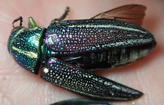 Amblysterna natalensis