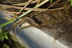 Eutropis multifasciata