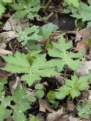 Canadian Waterleaf (Hydrophyllum canadense)