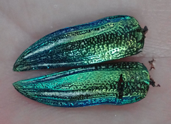 Amblysterna natalensis