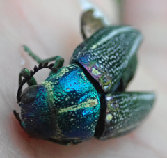 Amblysterna natalensis