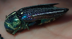 Amblysterna natalensis