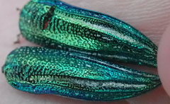 Amblysterna natalensis