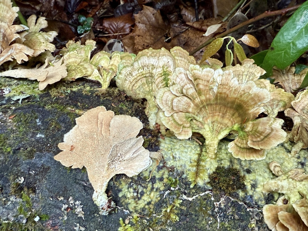 Trichaptum biforme · April 2026 · photo: © hillcraddock (iNaturalist, cc-by)