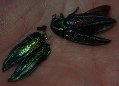 Amblysterna natalensis