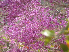 Physocalymma scaberrimum