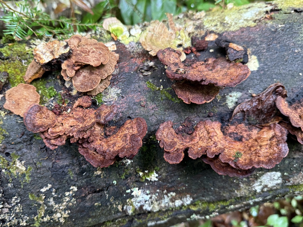 Fuscoporia gilva · April 2026 · photo: © hillcraddock (iNaturalist, cc-by)