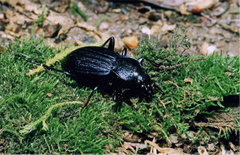 Carabus exaratus