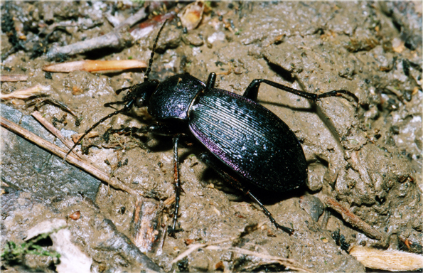 Sphodristocarabus