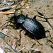 Carabus adamsi - Photo (c) Andrey Vlasenko, some rights reserved (CC BY-NC), uploaded by Andrey Vlasenko