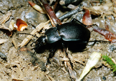 Carabus convexus