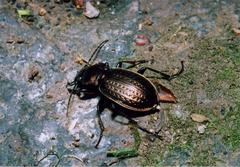Carabus cumanus